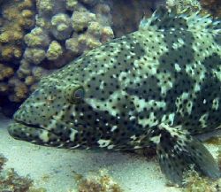 Eastuary Cod trying to 'blend in' to the background. Cora... by Penny Murphy 